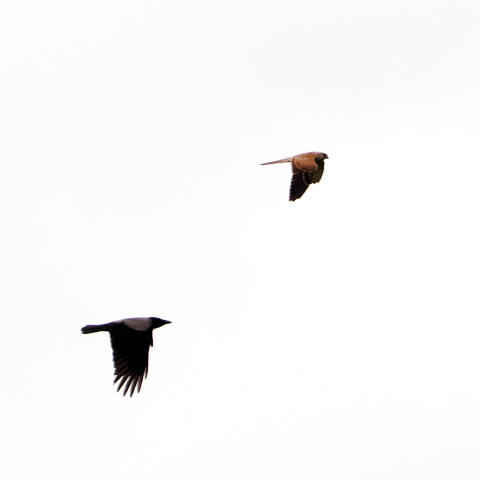 Kraehe.Falke.P1079555
