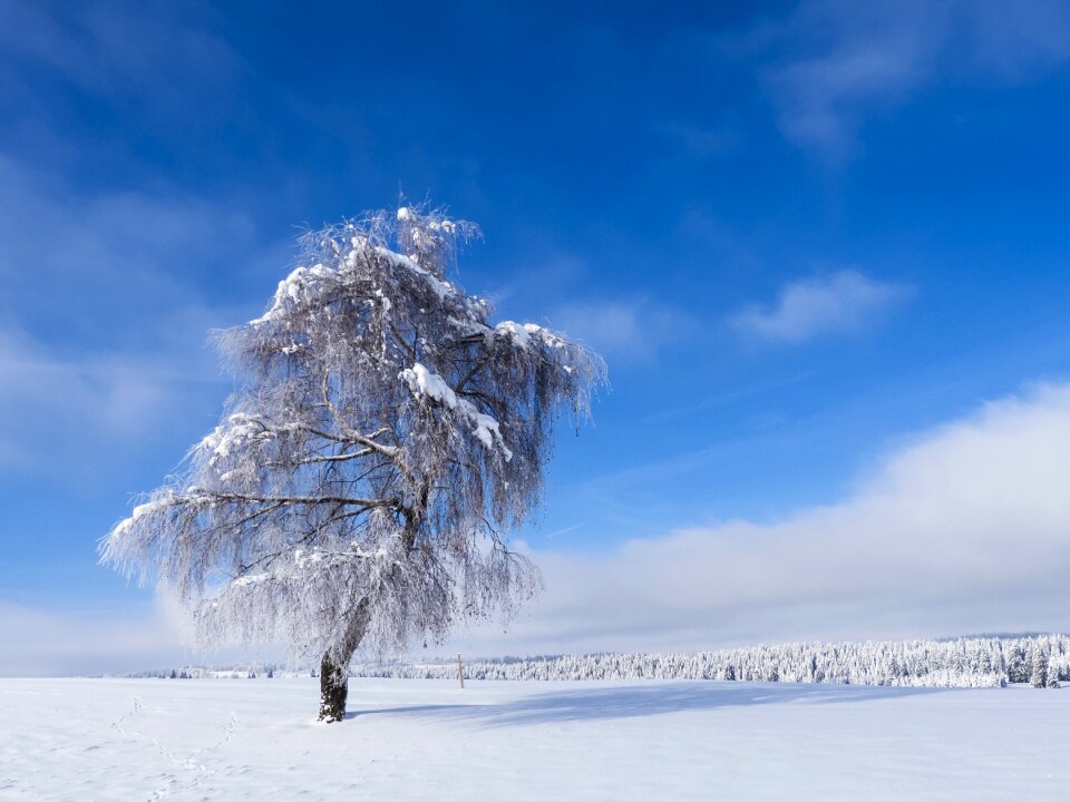 Snow snow landscape white