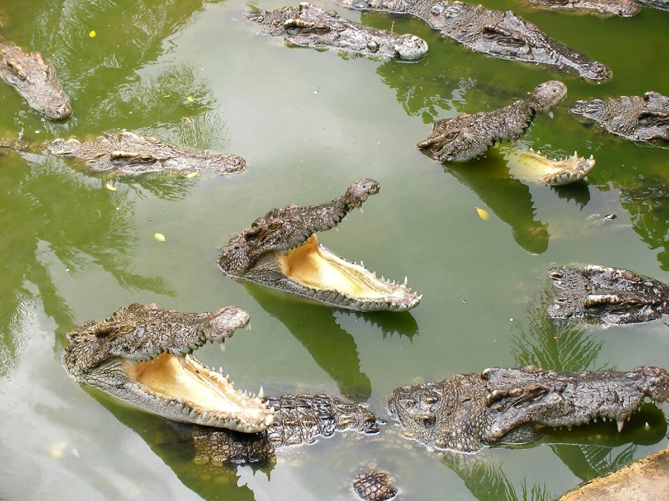 Thailand readiness swamp
