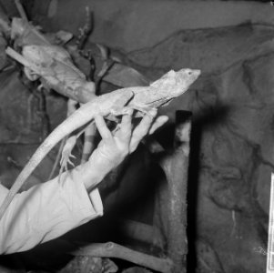 Kraaghagedis in Artis uit Nieuw-Guinea, Bestanddeelnr 914-3707