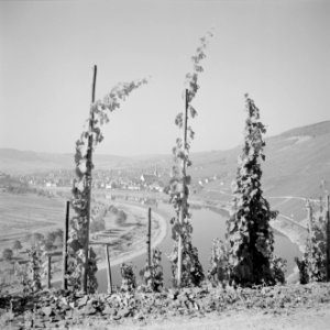 Kröv gezien vanuit een wijngaard, Bestanddeelnr 254-4097