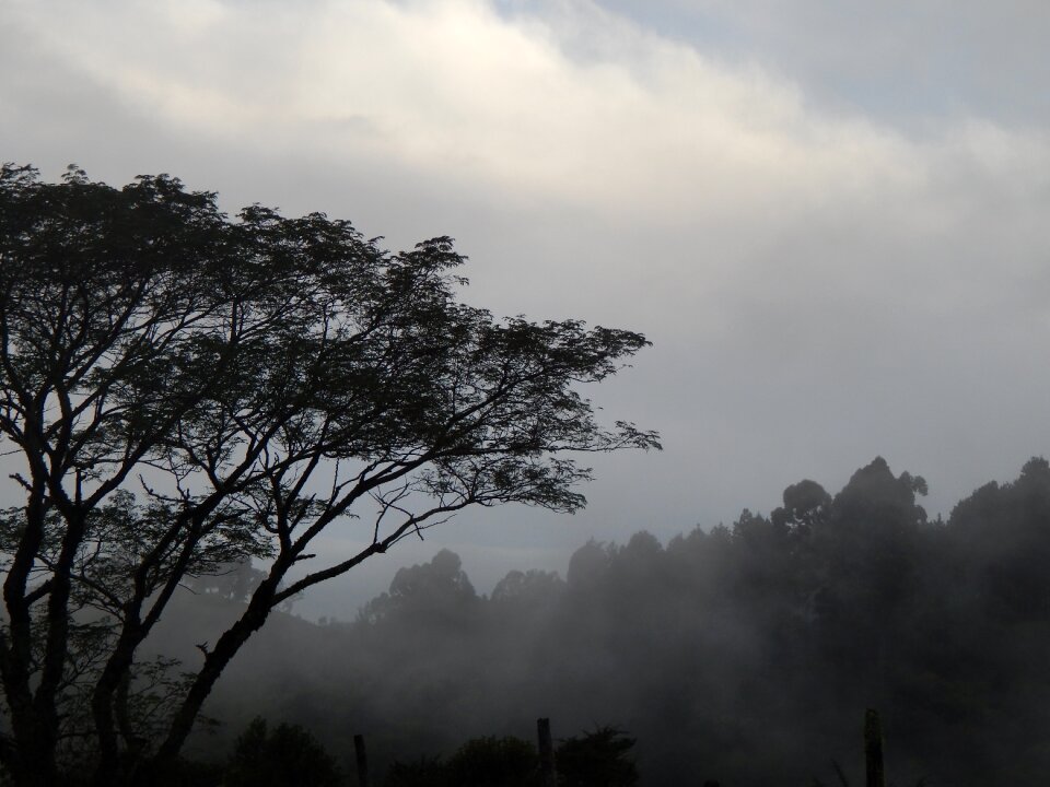 Tree fog winter