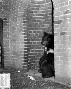 Kraagbeer Zwartje 40 jaar in Artis, Bestanddeelnr 905-7320
