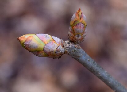 Shrub spring nature photo