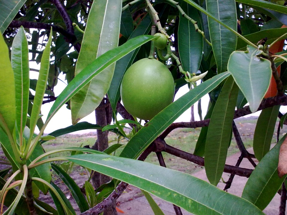 Krabi2539