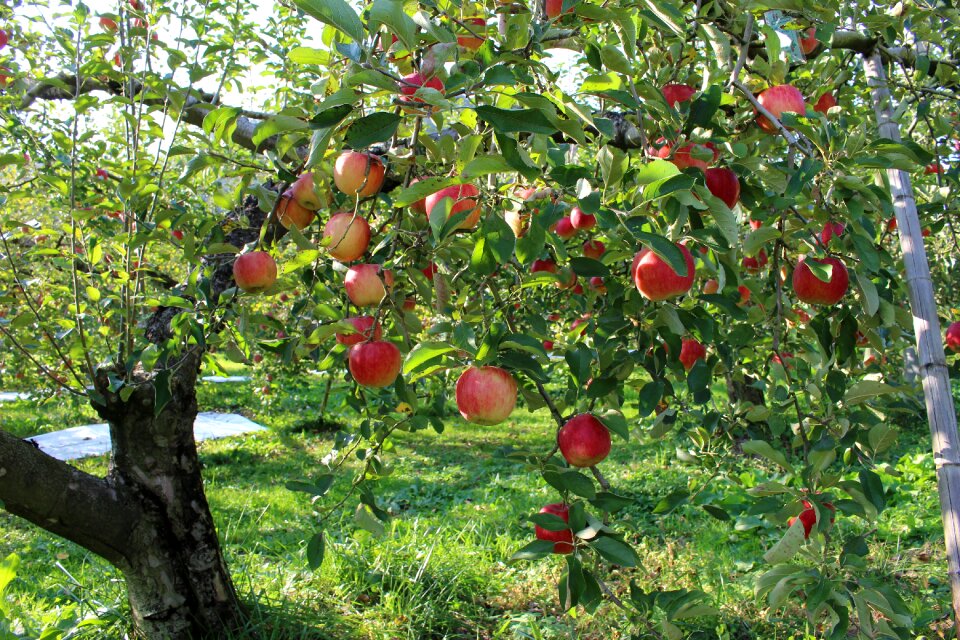 Orchard fruit the apple tree