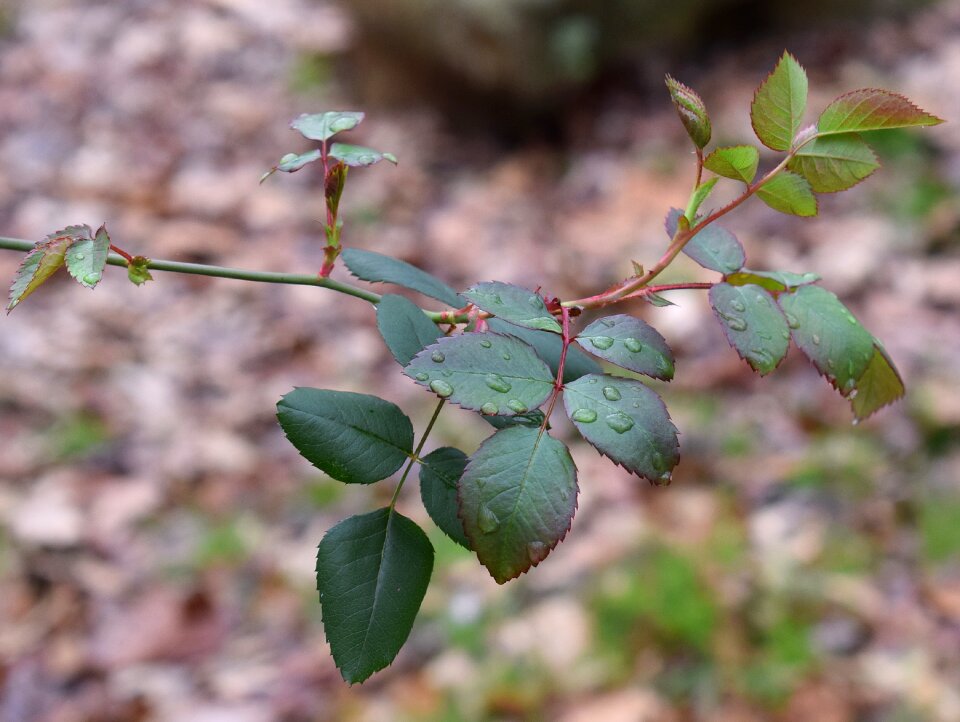 Rose leaves foliage