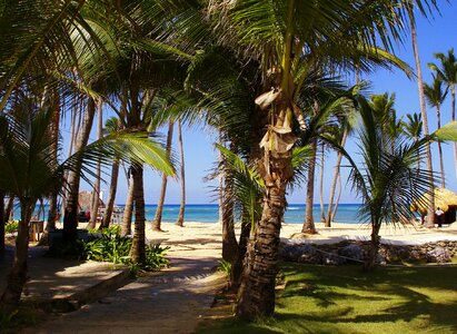 Dominican republic holiday palm trees photo