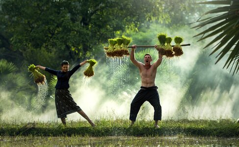 Rice crust vietnam farming photo