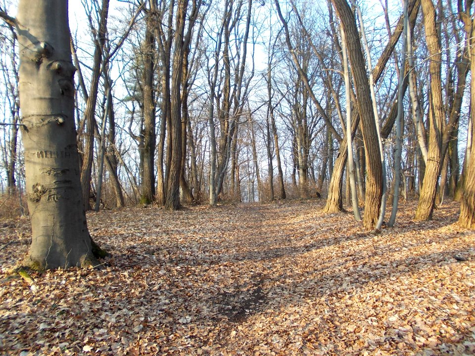 Krško Hunting Lodge 05