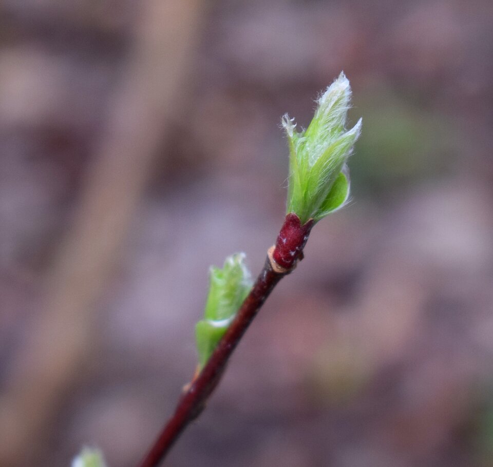 Green leaves foliage