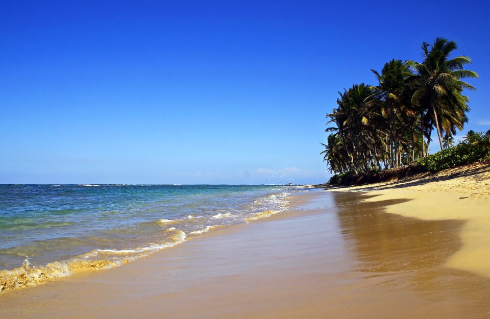 Dominican republic holiday palm trees