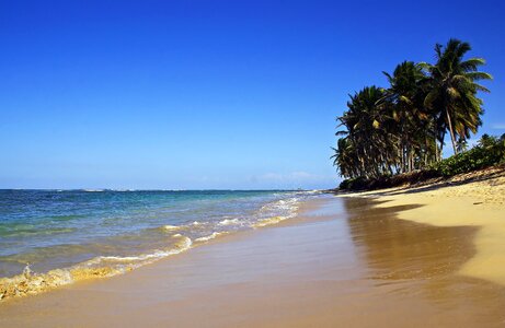 Dominican republic holiday palm trees photo