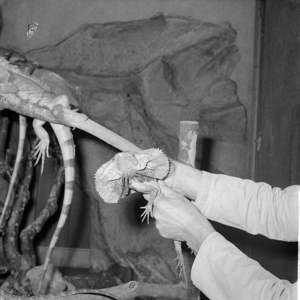 Kraaghagedis in Artis uit Nieuw-Guinea, Bestanddeelnr 914-3709