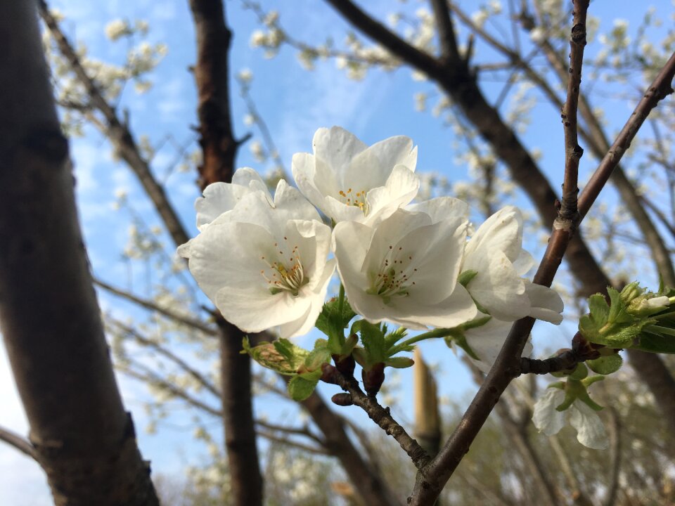 Cherry blossom spring flowers