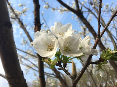Cherry blossom spring flowers