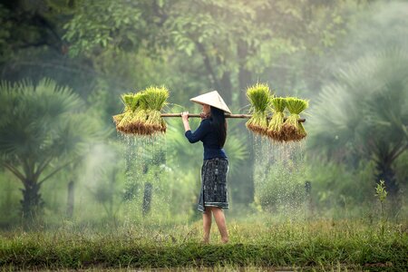 Rice plantation vietnam cultivating photo