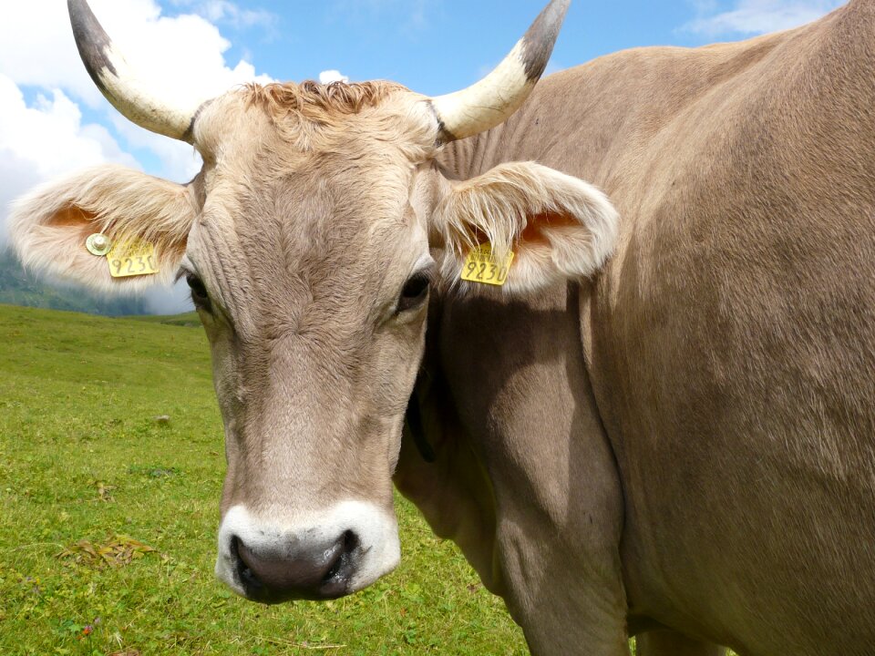 Livestock countryside cattle
