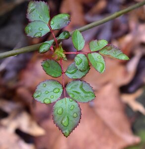 Rose leaves foliage