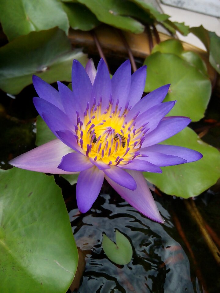 Lotus basin flower water plants