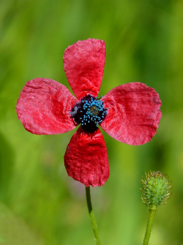 Poppy sad poppy pistils