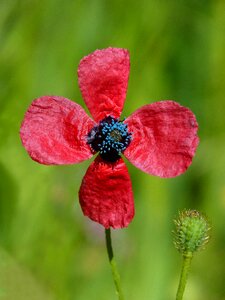 Poppy sad poppy pistils