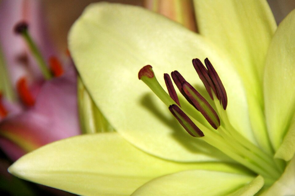 Pistil flower blossom