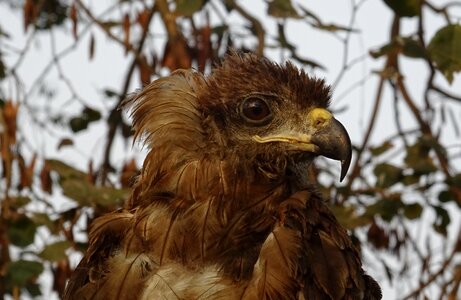 Kite black kite milvus migrans