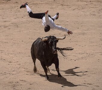 Sales madrid bulls photo