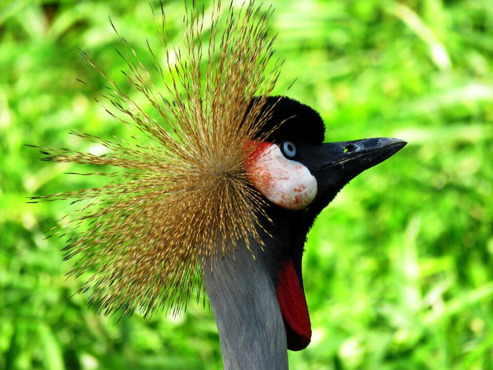 Bird bird nose beautiful