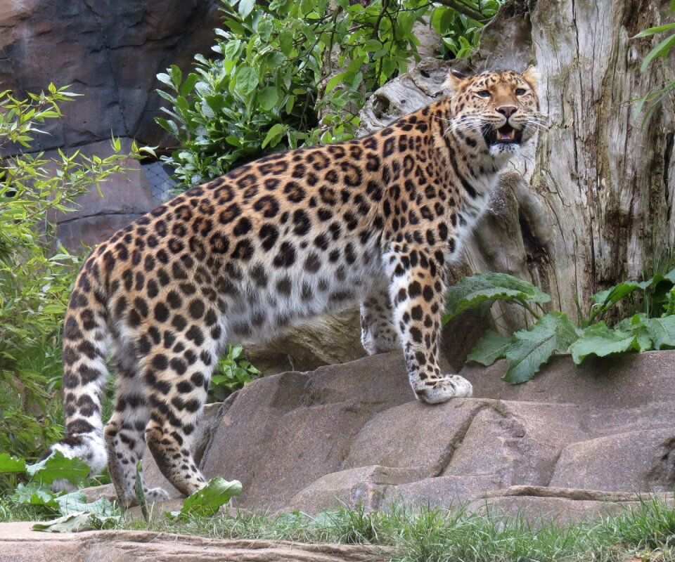 Wild nature predator