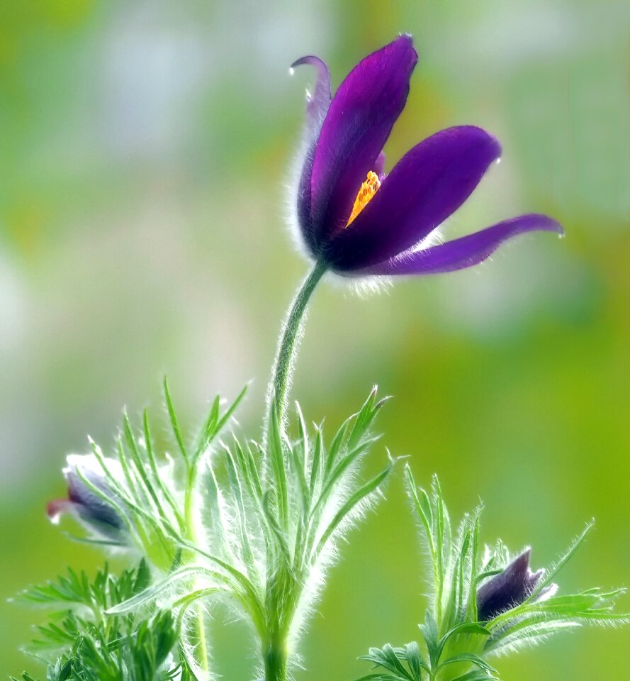 Flower nature pasqueflower