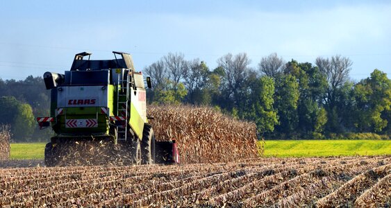 Harvest time corn field