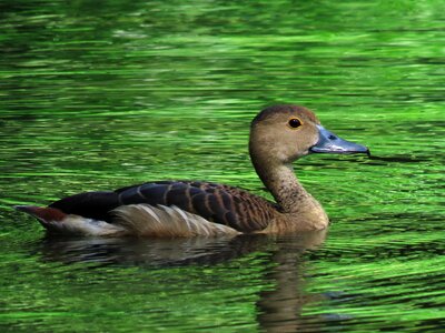Duck swimming beautiful