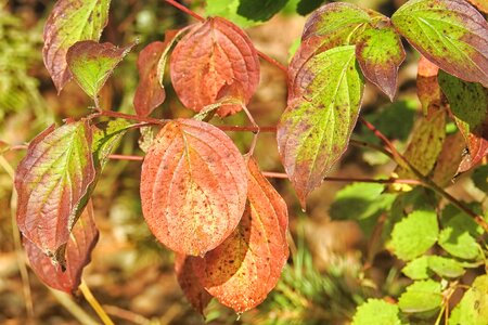 Fall foliage autumn fall color