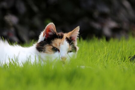 Animal green outdoor