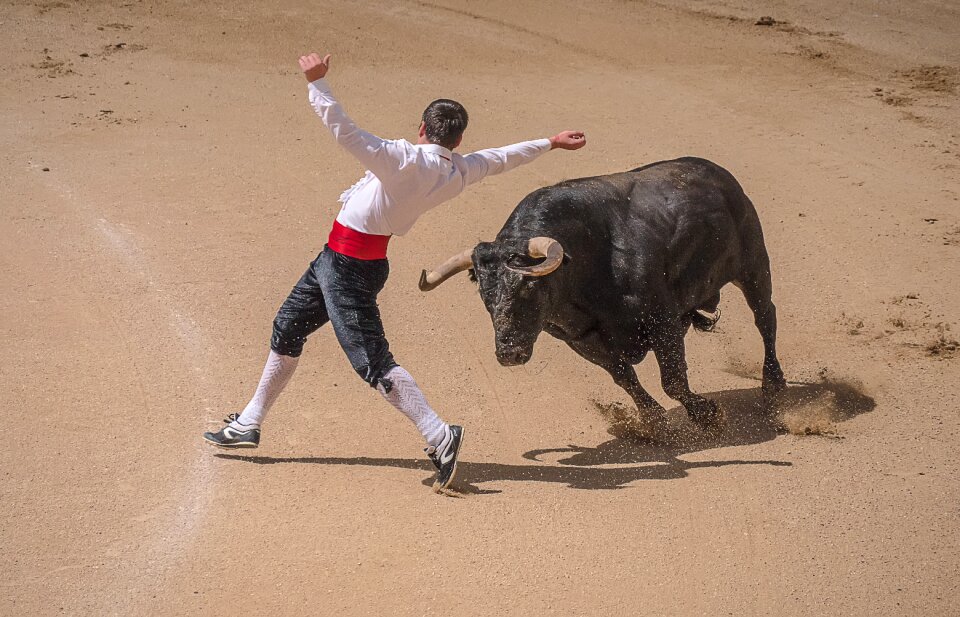 Sales madrid bulls photo