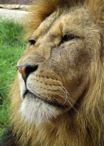 Big cat carnivore brown lion photo