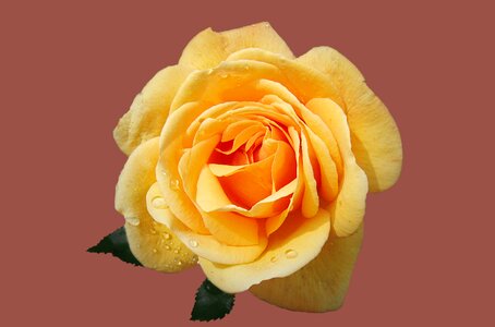 Close up rose bloom drop of water
