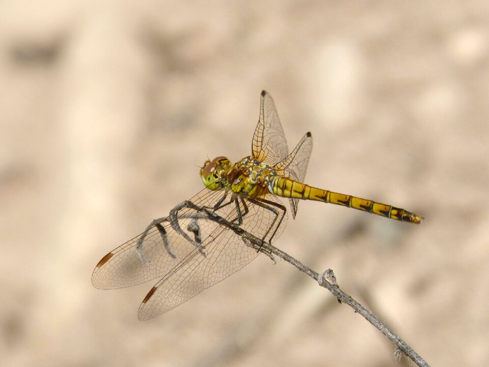 Orthetrum chrysostigma winged insect parot of xarreteres