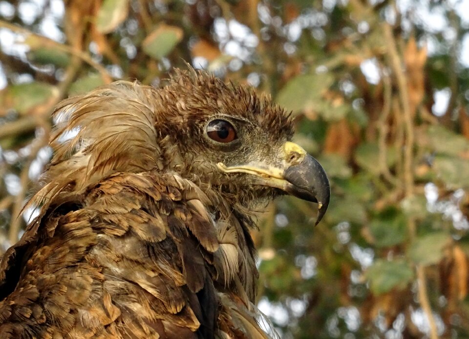 Kite black kite milvus migrans
