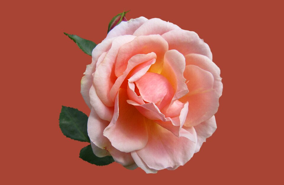 Close up rose bloom drop of water