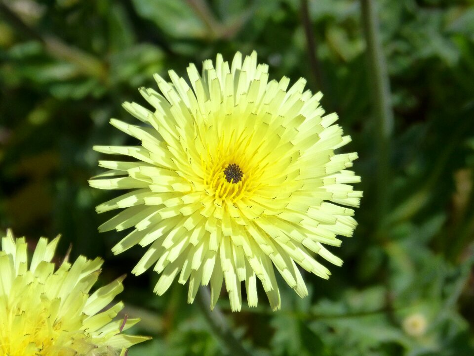 Yellow flower detail beauty