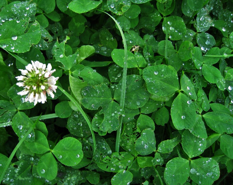 Lucky clover trifolium repens herbaceous plant