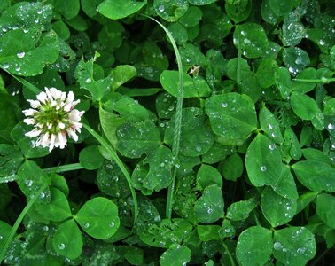 Lucky clover trifolium repens herbaceous plant