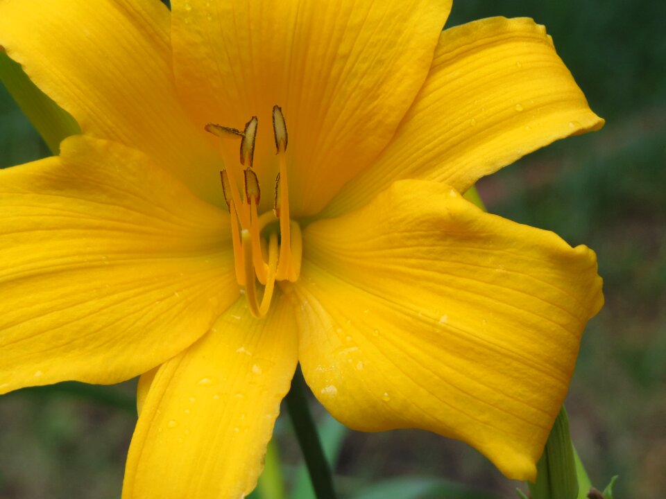 Yellow close up nature photo