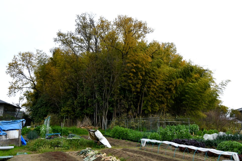 Konpirayama Kofun, funkyu