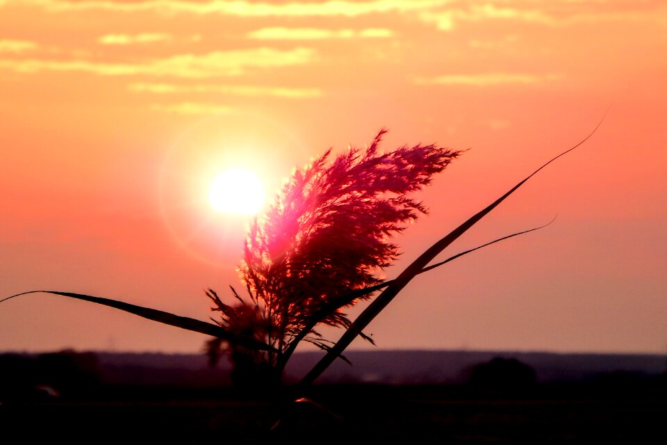 Reeds nature landscape