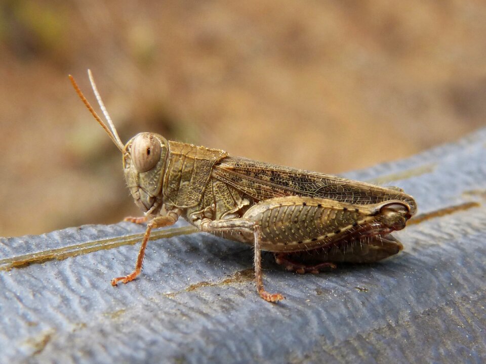 Small tiny orthopteron