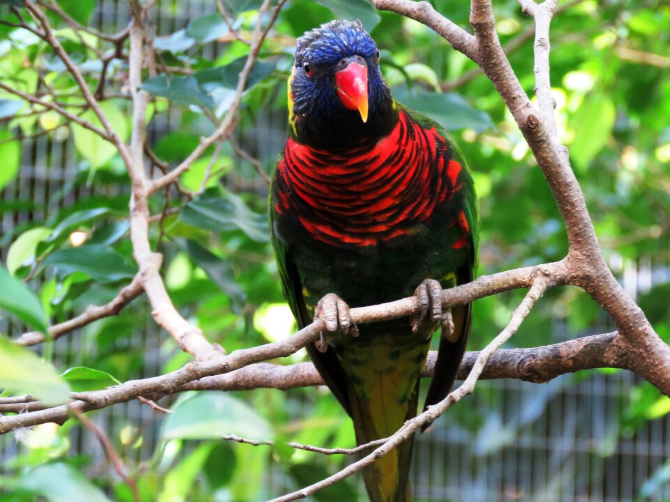 Beautiful bird cute bird colorful parrot